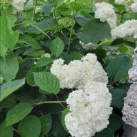 Хортензия, бяла  , снимка 6 - Градински цветя и растения - 40675393