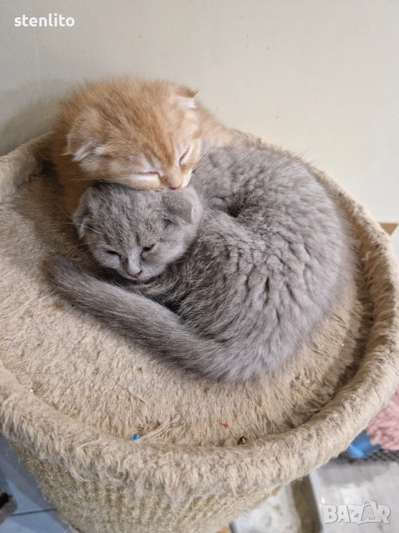 Шотландски клепоухи котенца , снимка 1