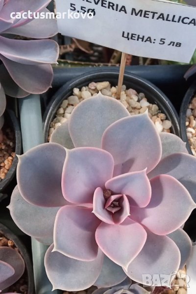 echeveria metallica, снимка 1