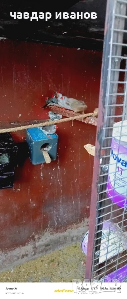 зеброви амадини , снимка 1