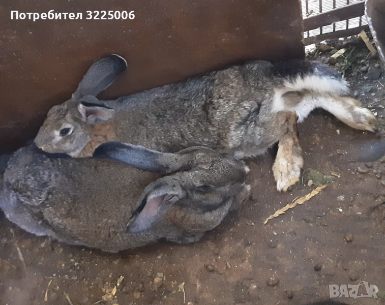 Мъжки зайци, снимка 1