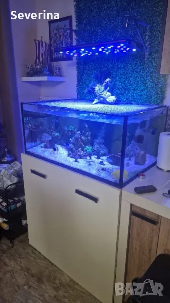 Соленоводен аквариум , снимка 1