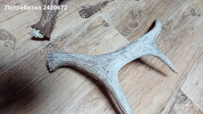 еленови  рога, снимка 1