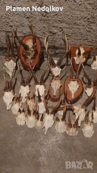 Сет рога, снимка 1