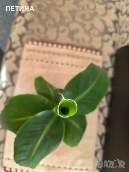 Банан , снимка 1