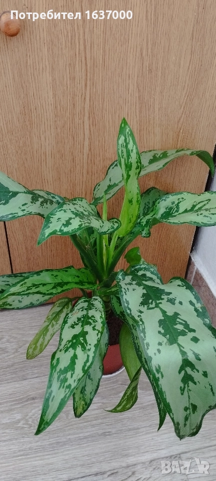 Аглаонема Амелия, снимка 1