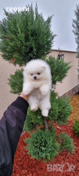 Померан, снимка 1