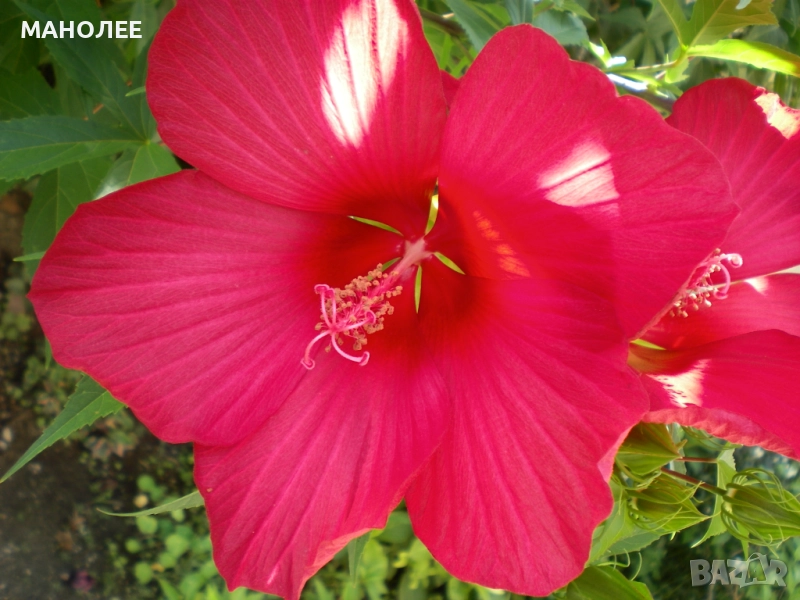 Градински хибискус   -студоустойчив, снимка 1