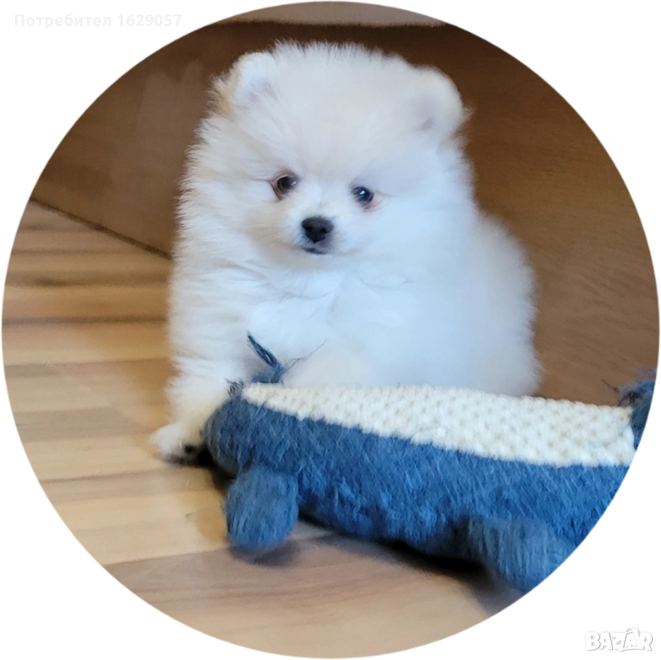 Померан/Мини померан , снимка 1