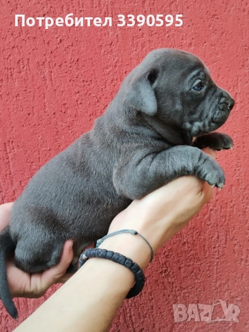 американски сиви питбулчета , снимка 3 - Питбул - 51913781