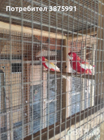Продавам папагали, може и бартер, снимка 4 - Папагали - 47480982