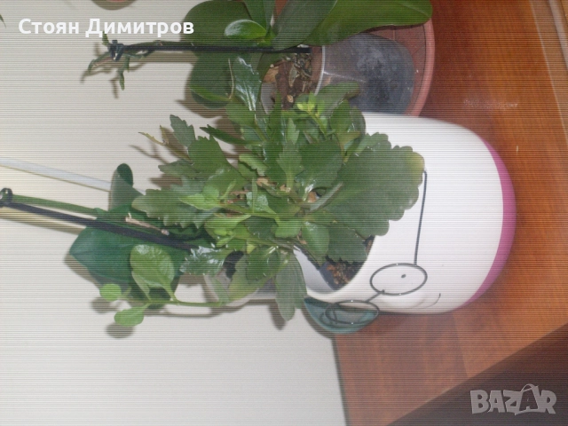 Цифров фотоапарат Samsung S860 за ремонт или за части , снимка 9 - Фотоапарати - 50945633