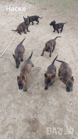 Холандска овчарка, снимка 7 - Белгийска овчарка - 52484523