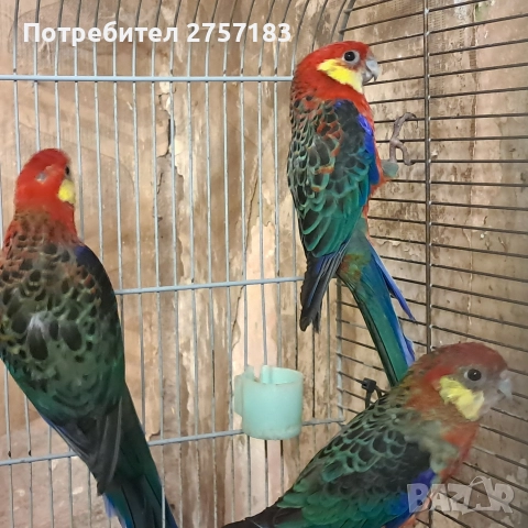 продавам жълтобуза розела 2 мъжки и 1 женска, снимка 2 - Папагали - 52614104