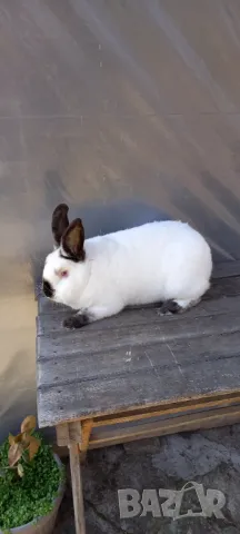 Чистокръвни калифорнийски зайци , снимка 4 - Други - 49992651