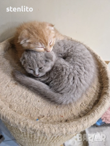 Шотландски клепоухи котенца 