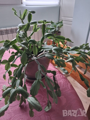 Коледниче/великденче , снимка 5 - Стайни растения - 51487420