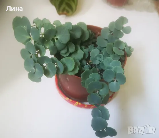 Седум сиеболди, японска коприна (Sedum sieboldii) 