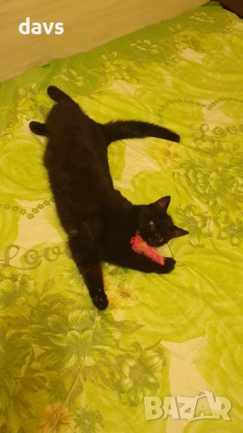 Черна котка на 6 мес. търси дом, снимка 6 - Други - 53116660