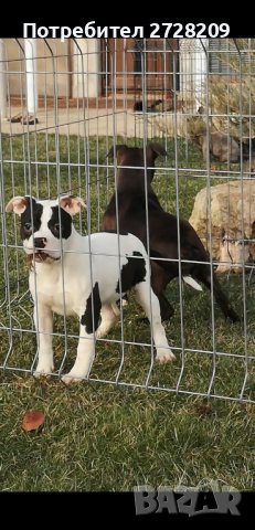 Американско Були Покет/American Bully Pocket , снимка 6 - Питбул - 42384885