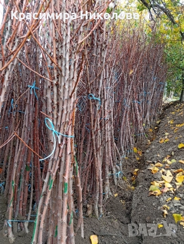 Продавам овощен посадъчен материал, снимка 14 - Разсади - 52362615