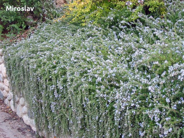 Розмарин (Каскаден), снимка 4 - Градински цветя и растения - 37096166