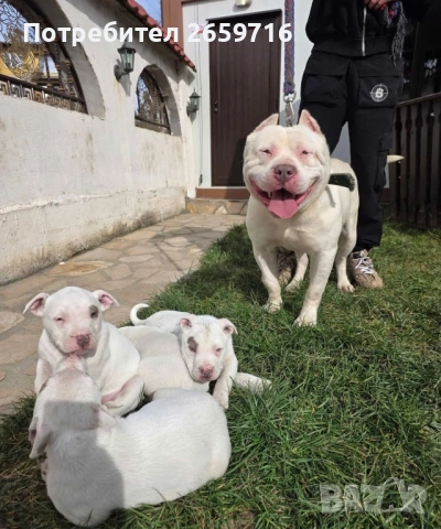 Продавам породисти кученца