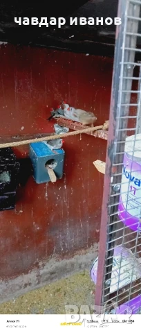 зеброви амадини 