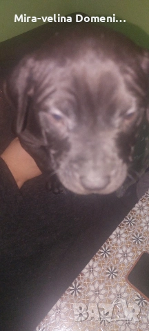 Мъжко питбулче на 45 дена, снимка 2 - Питбул - 52998594