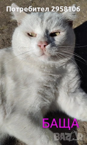 котенца бели,4 мес, снимка 17 - Британска късокосместа - 50837290