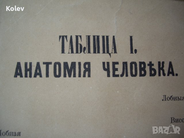 1881 Голям руски албум с цветни страници, снимка 8 - Антикварни и старинни предмети - 37618970