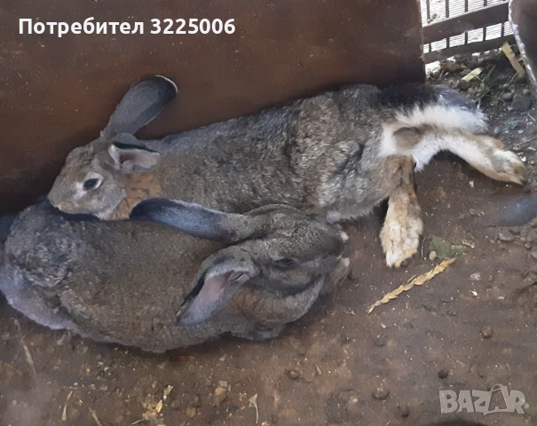 Мъжки зайци, снимка 1