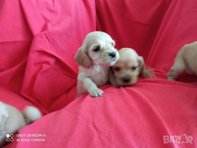 Кокер шпаньол , снимка 5 - Кокер шпаньол - 53471232