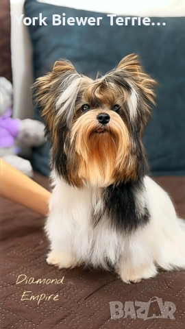 Йоркширски Териер! Сладури с родословие! Момчета и момичета!, снимка 2 - Йоркширски териер - 52621816