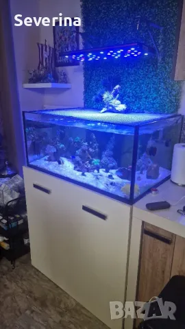 Соленоводен аквариум 