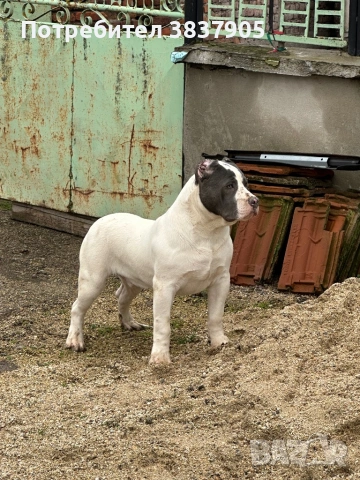 Американско були ХЛ, снимка 2 - Американски стафордширски териер - 53472935
