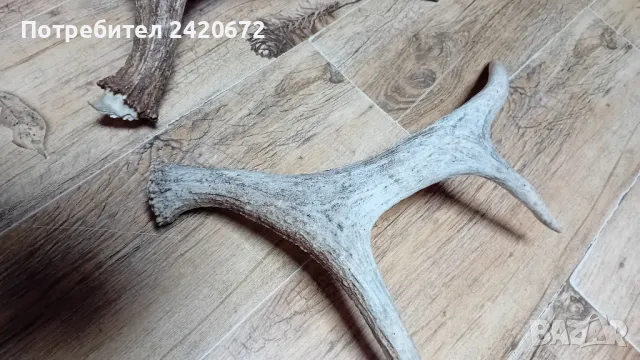 еленови  рога