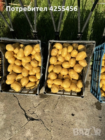 Продавам картофи , снимка 4 - Домашни продукти - 52225711
