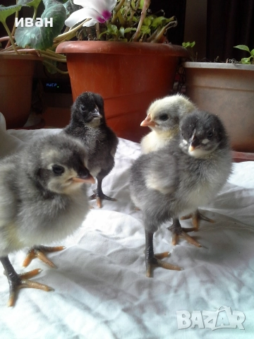 пилета брезета различни цветове, снимка 4 - други­ - 52676290