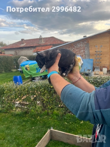 Френски булдог , снимка 3 - Френски булдог - 52567202