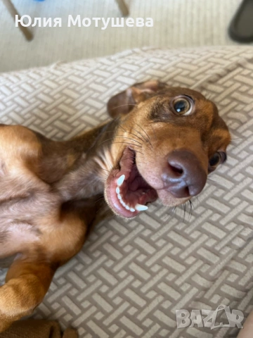 Продавам женски дакел, снимка 2 - Дакели - 53444575