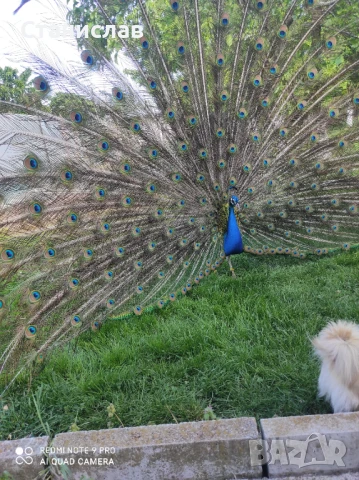 Продавам индийски пауни , снимка 2 - други­ - 50650004