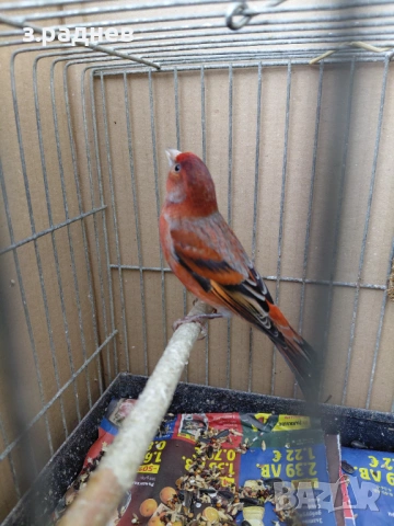 Хибрид от веницуелска скатия, снимка 3 - Канари - 53092807