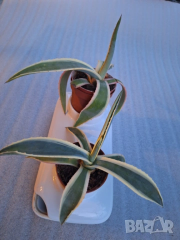 Sagaform керамична поставка за саксийки двойна с подложна чинийка, снимка 8 - Стайни растения - 53375113