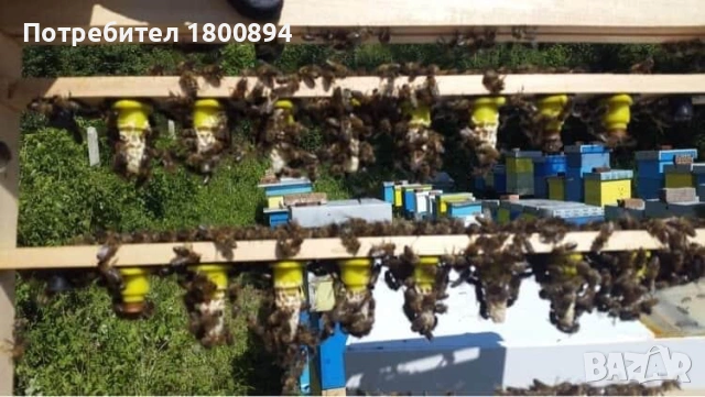 ОТВОДКИ 2026, снимка 2 - За пчели - 53397053