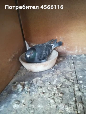 Стандартни пощенски гълъби ЦЕНА ЗА 1 ЧИФТ!, снимка 4 - Гълъби - 51382012