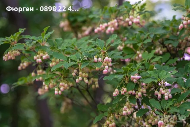 Енкиантус/ Enkianthus Campanulatus, снимка 4 - Разсади - 40314715