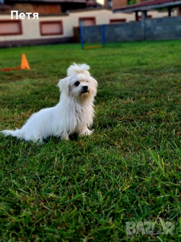 Малтийска болонка-момчета, снимка 5 - Пудели - 52971628