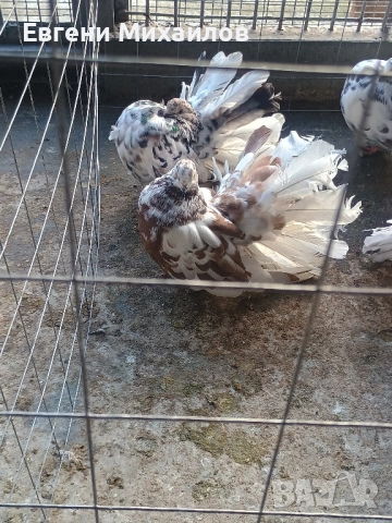 Фенерлии , снимка 11 - Гълъби - 52369192