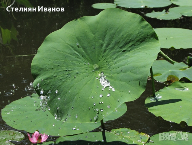 Индийски лотос, свещен лотос (Nelumbo nucifera), снимка 5 - Градински цветя и растения - 51636216
